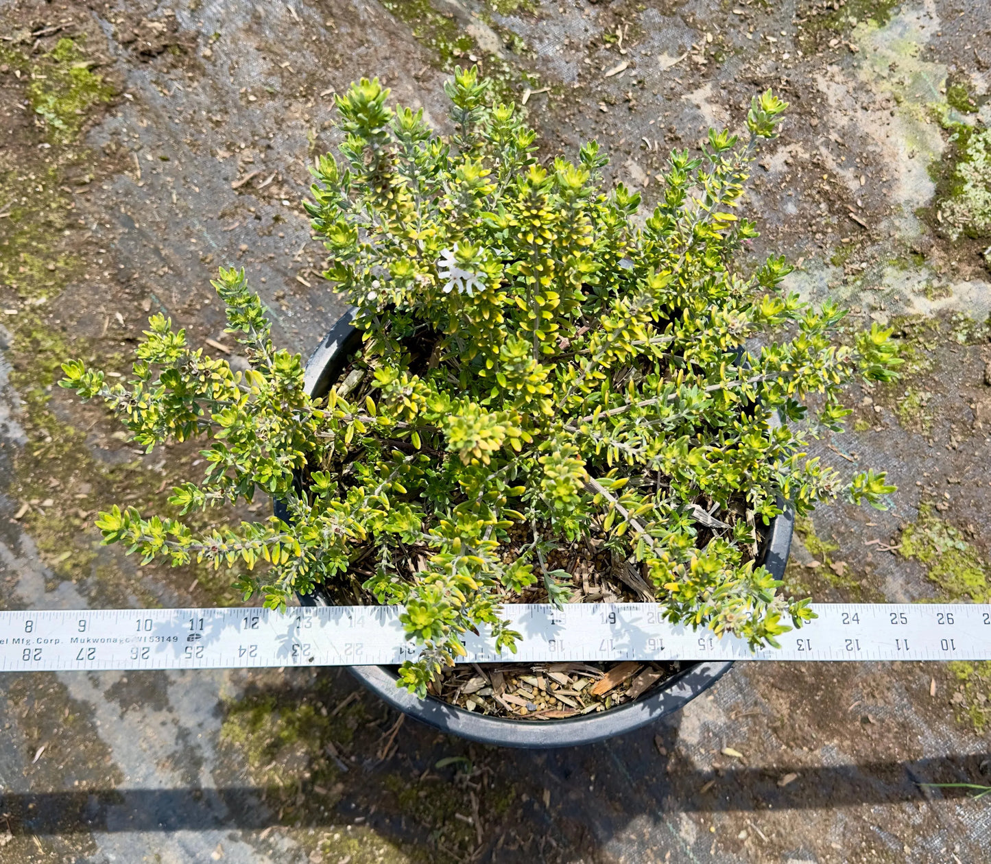 5gal White Coast Rosemary | Westringia fruticosa