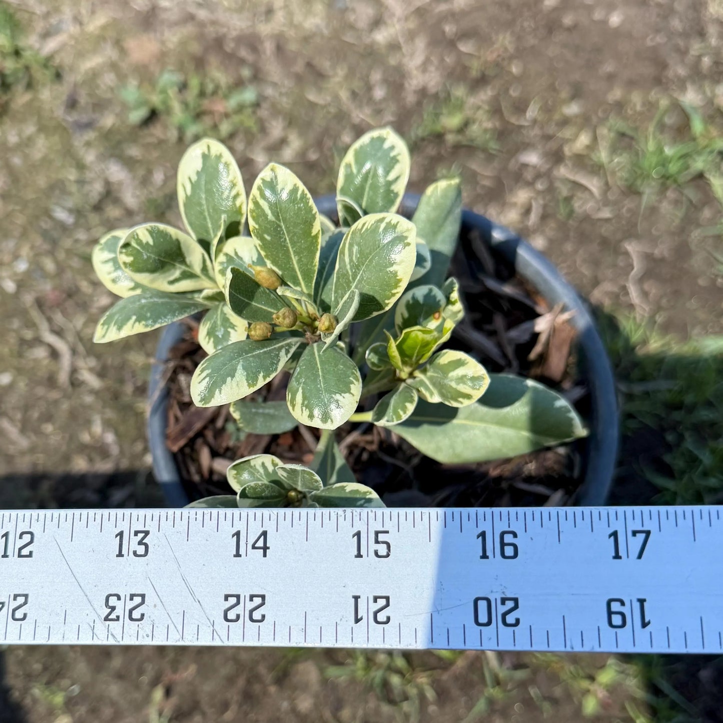 1gal Cream De Mint™ Dwarf Pittosporum | Pittosporum tobira 'Shima'
