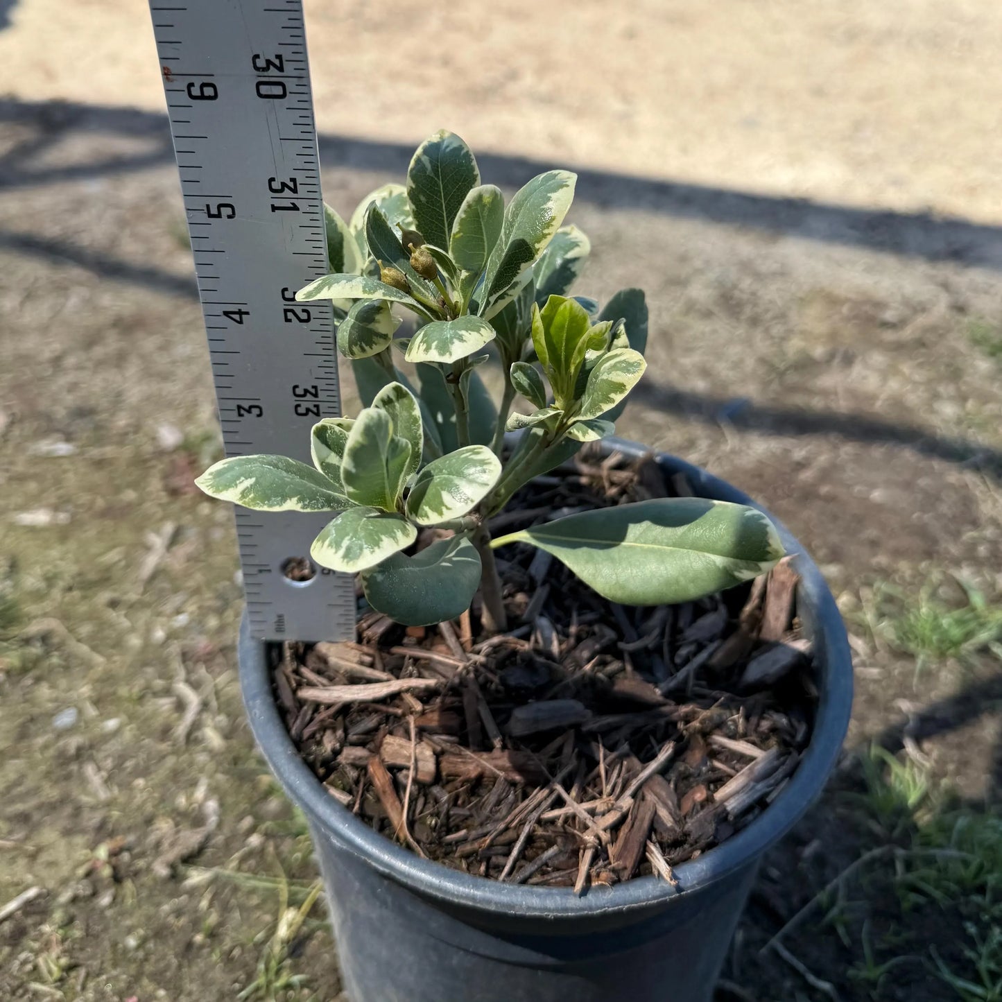 1gal Cream De Mint™ Dwarf Pittosporum | Pittosporum tobira 'Shima'