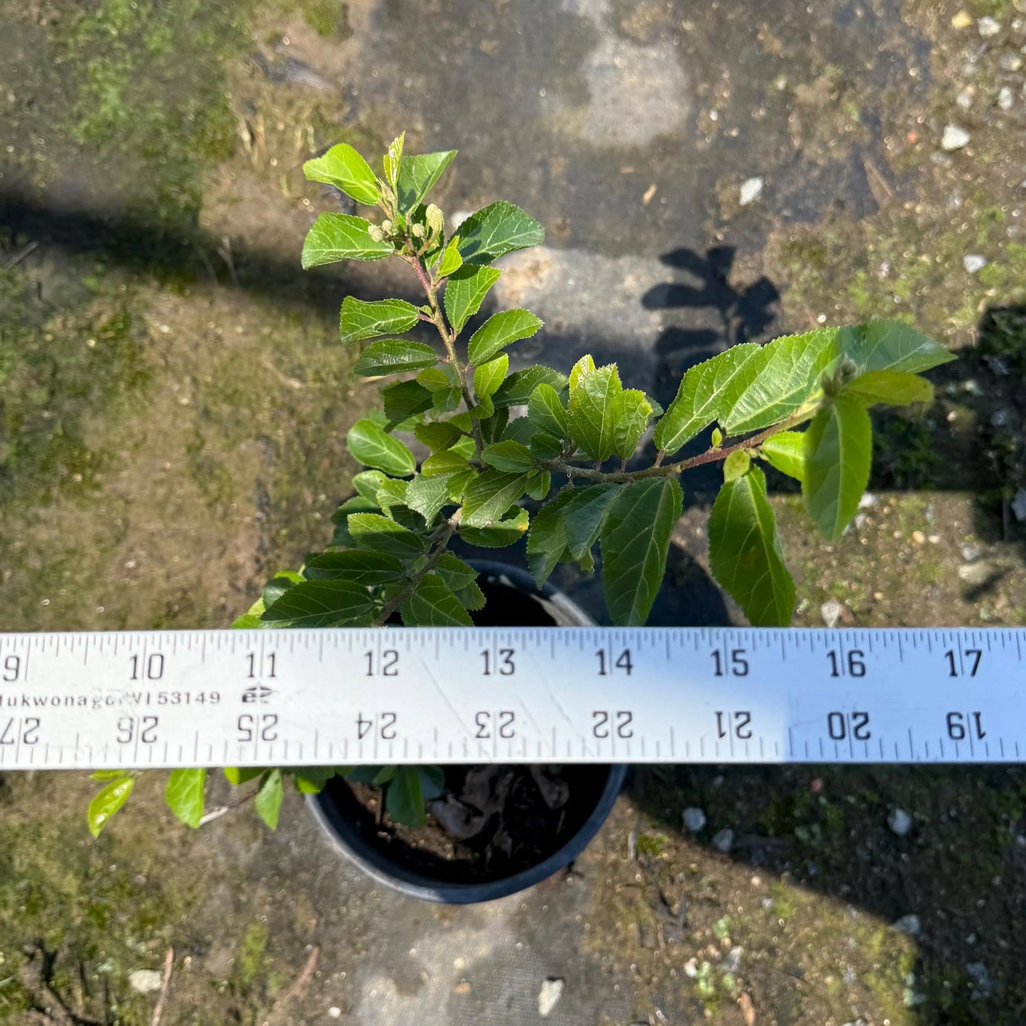 1gal Crossberry | Grewia occidentalis