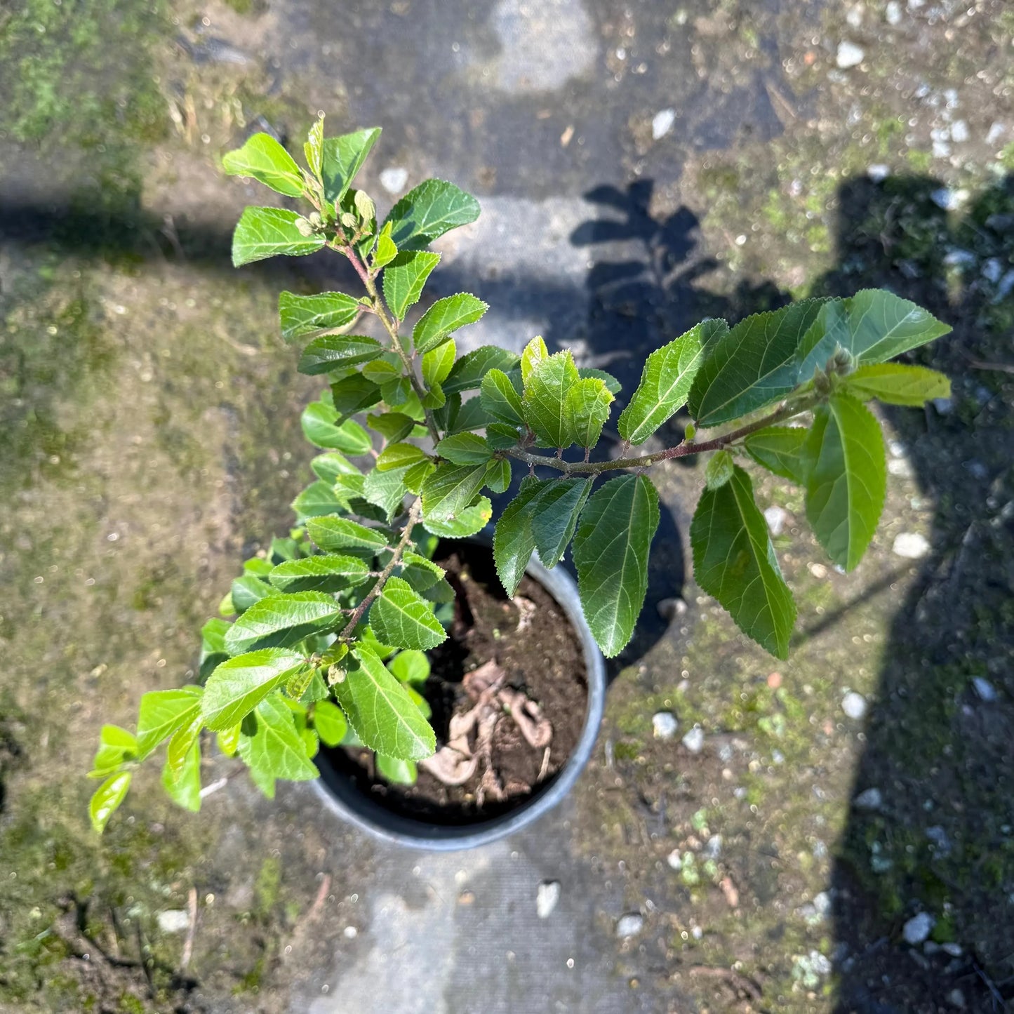 1gal Crossberry | Grewia occidentalis