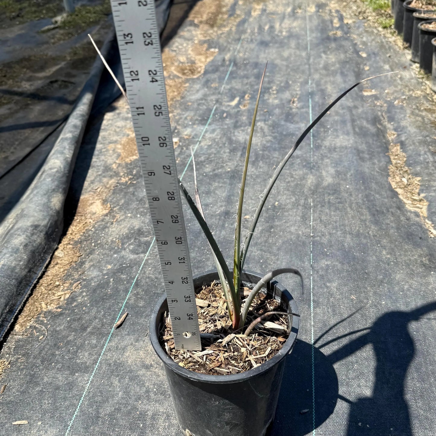 Red Hesperaloe | Hesperaloe parviflora