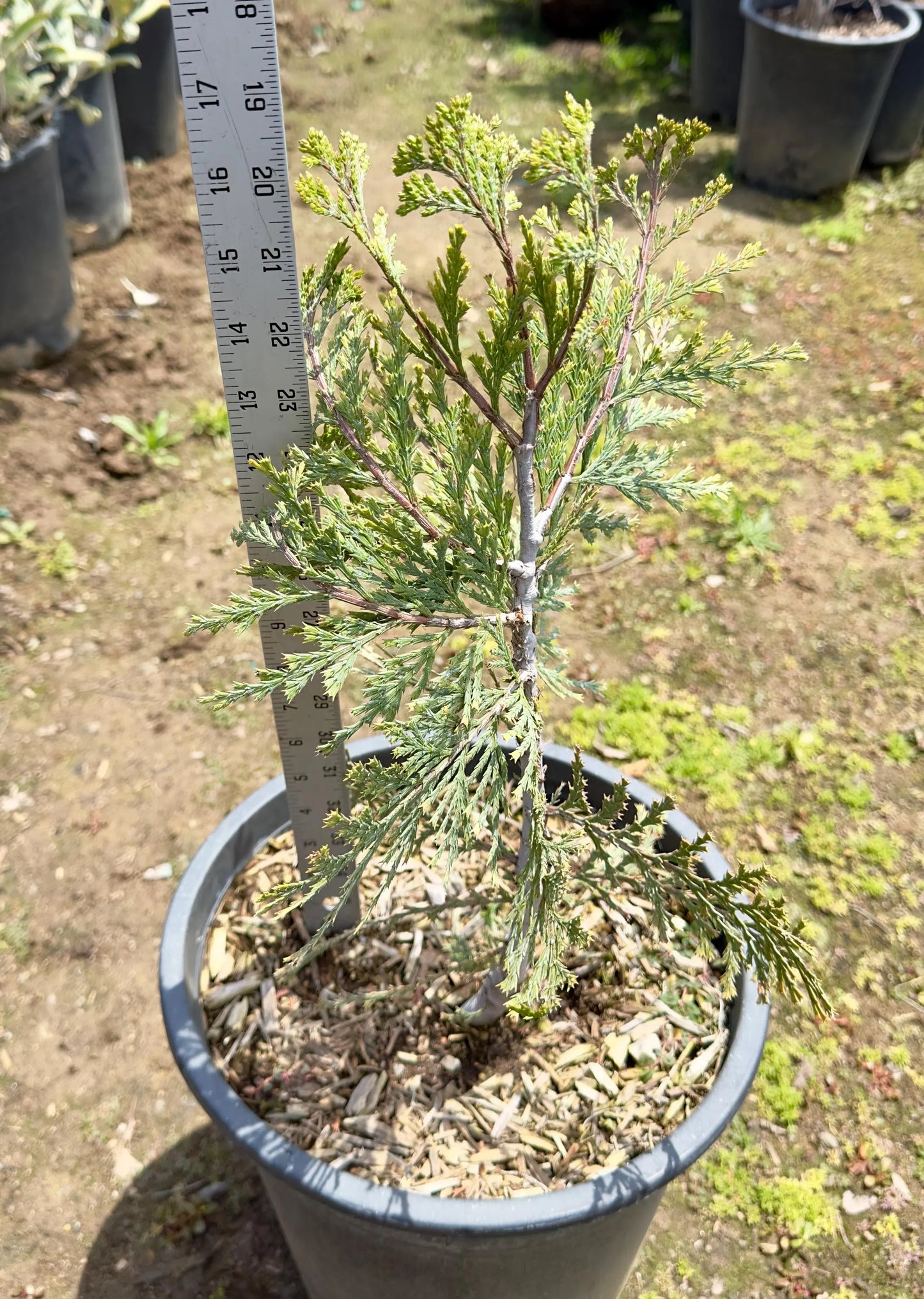 5gal California Incense Cedar | Calocedrus decurrens