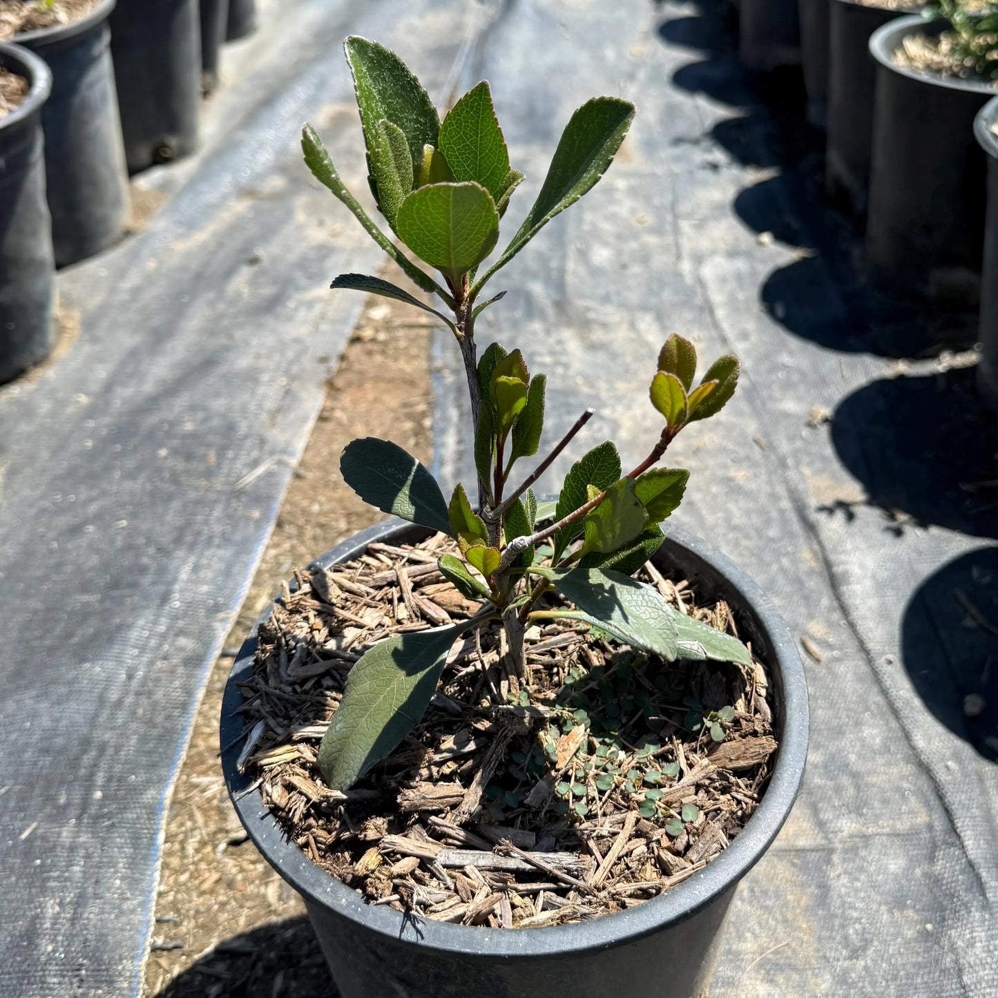 1gal Indian Hawthorn | Rhaphiolepis indica