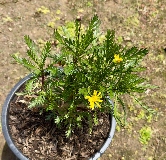 5gal Marguerite Daisy Yellow | Argyranthemum frutescens