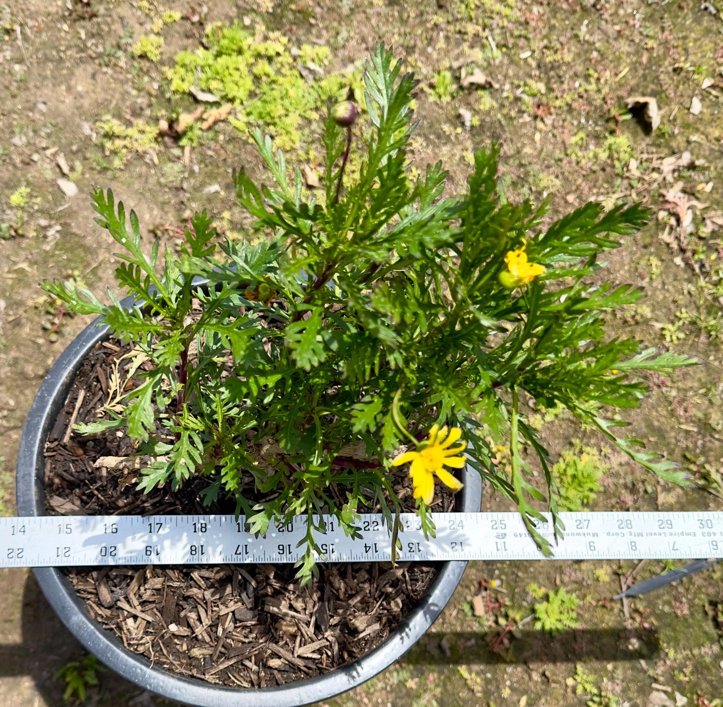5gal Marguerite Daisy Yellow | Argyranthemum frutescens