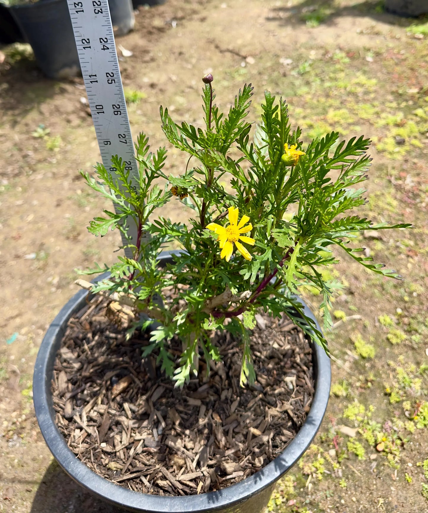 5gal Marguerite Daisy Yellow | Argyranthemum frutescens