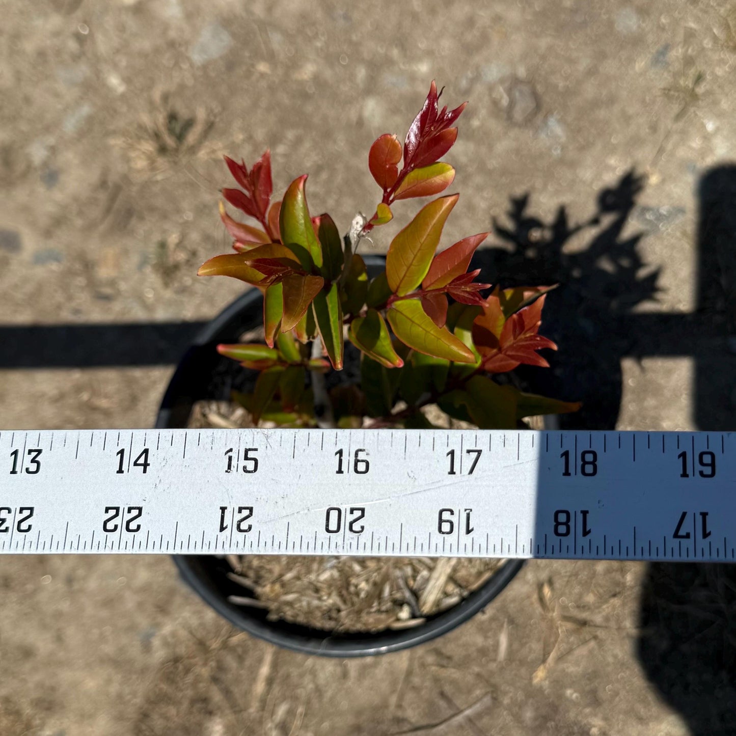 1gal Red Tip Photinia | Photinia x fraseri