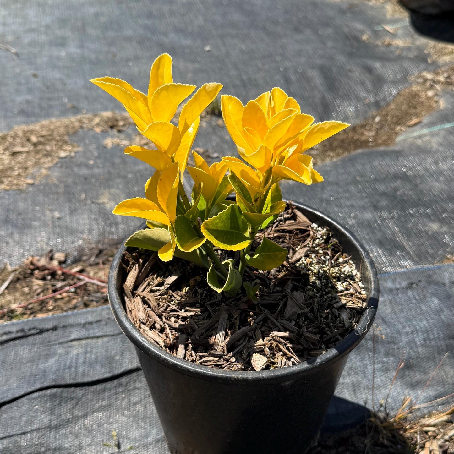 1gal Golden Euonymous | Euonymus japonicus ‘Aureo-marginatus’