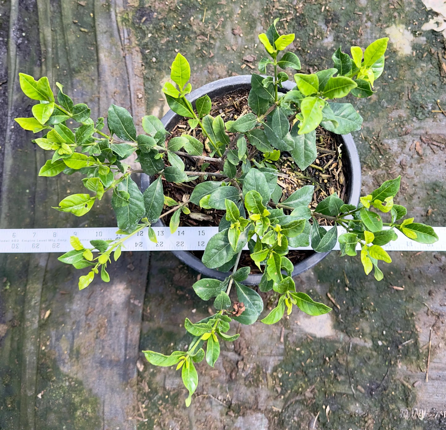 5gal Cape Jasmin | Gardenia jasminoides