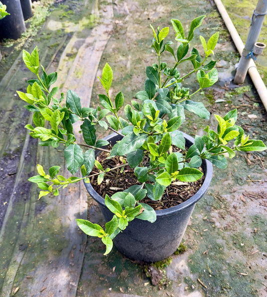 5gal Cape Jasmin | Gardenia jasminoides
