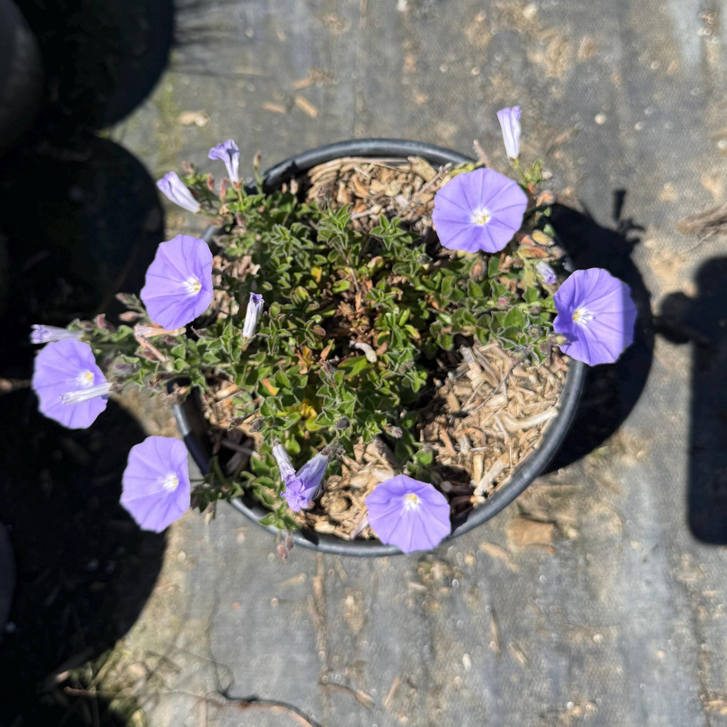 1gal Blue Rock Bindweed | Ground Morning Glory | Convolvulus sabatius