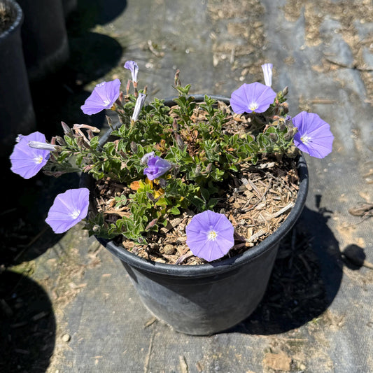 1gal Blue Rock Bindweed | Ground Morning Glory | Convolvulus sabatius