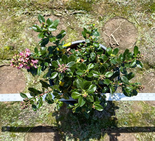 5gal Escallonia | Pink Bloom