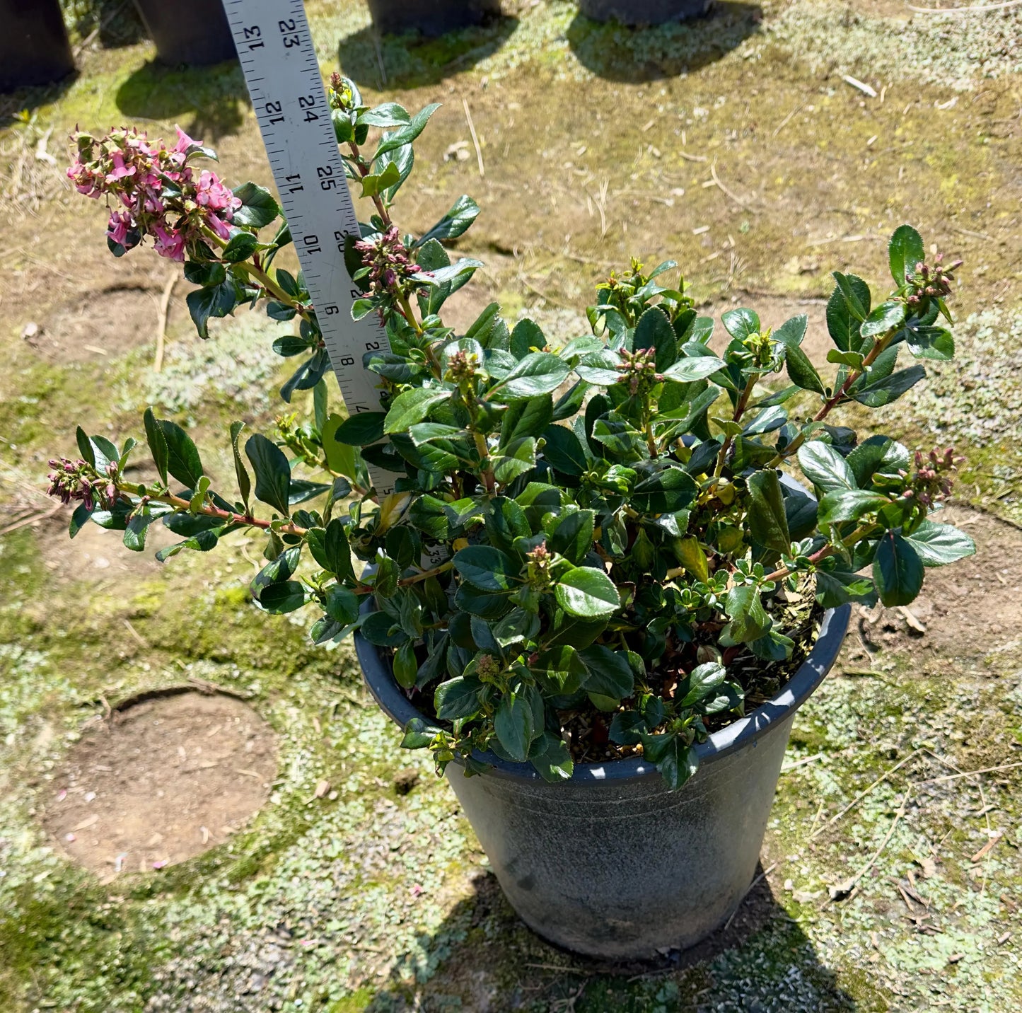 5gal Escallonia | Pink Bloom