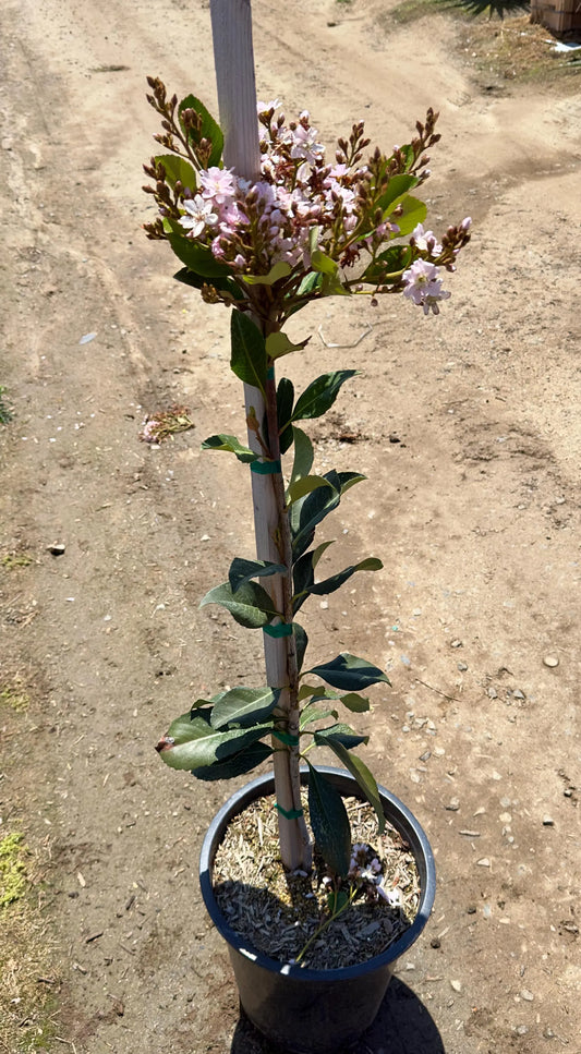 5gal Pink Crepe Myrtle | Lagerstroemia indica