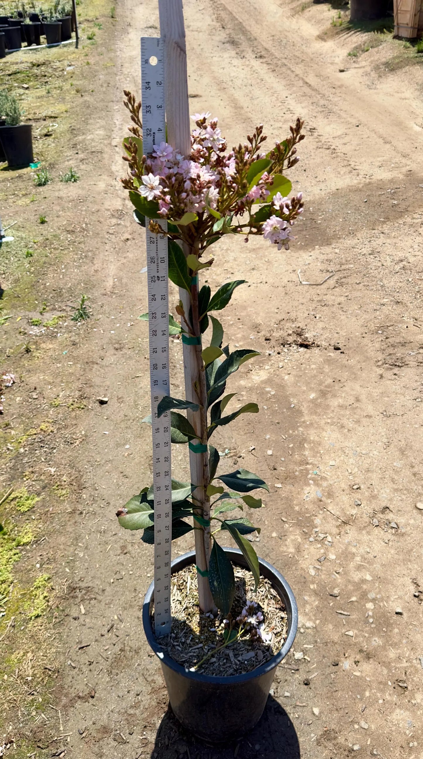 5gal Pink Crepe Myrtle | Lagerstroemia indica