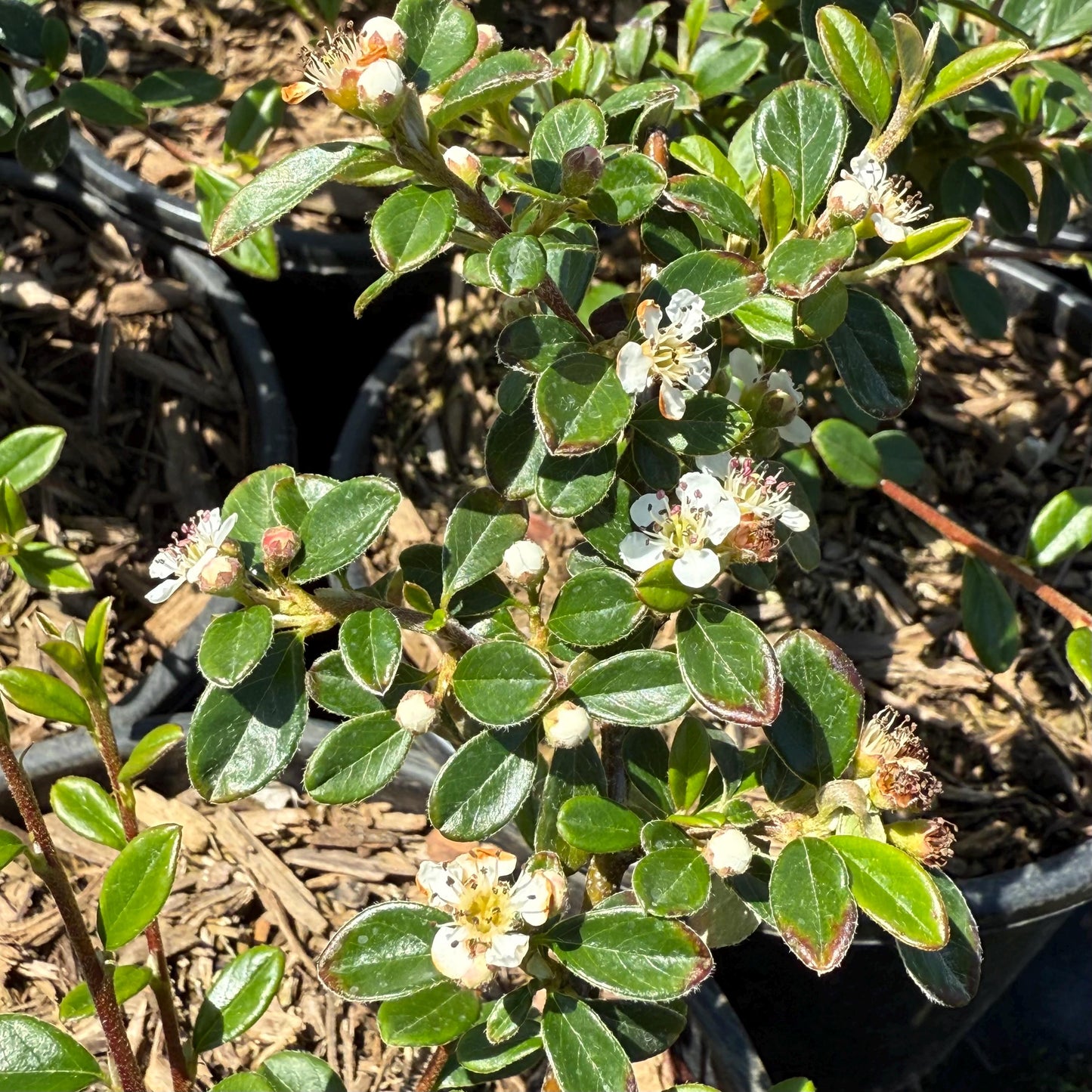 1gal Cotoneaster