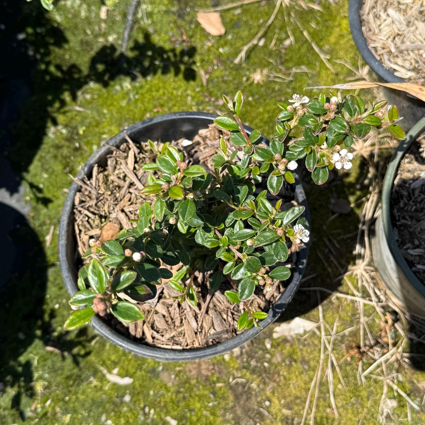 1gal Cotoneaster