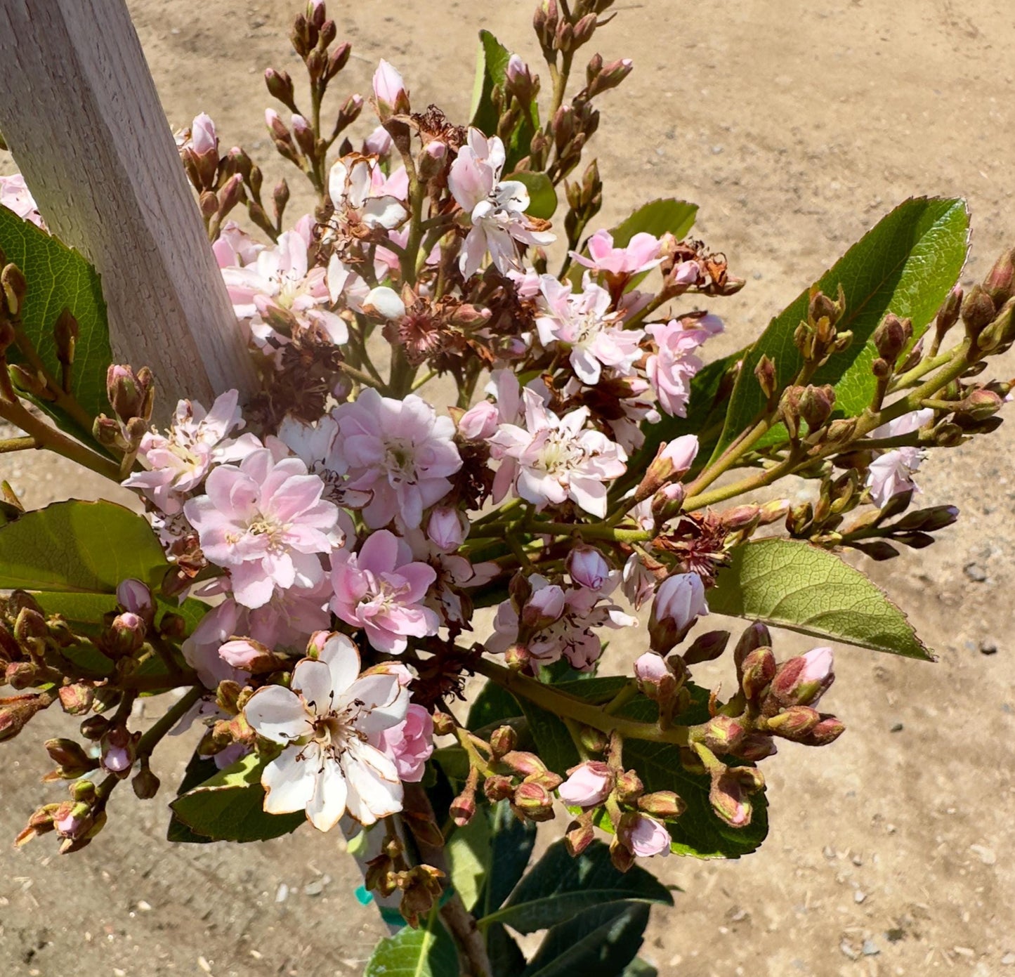 5gal Pink Crepe Myrtle | Lagerstroemia indica