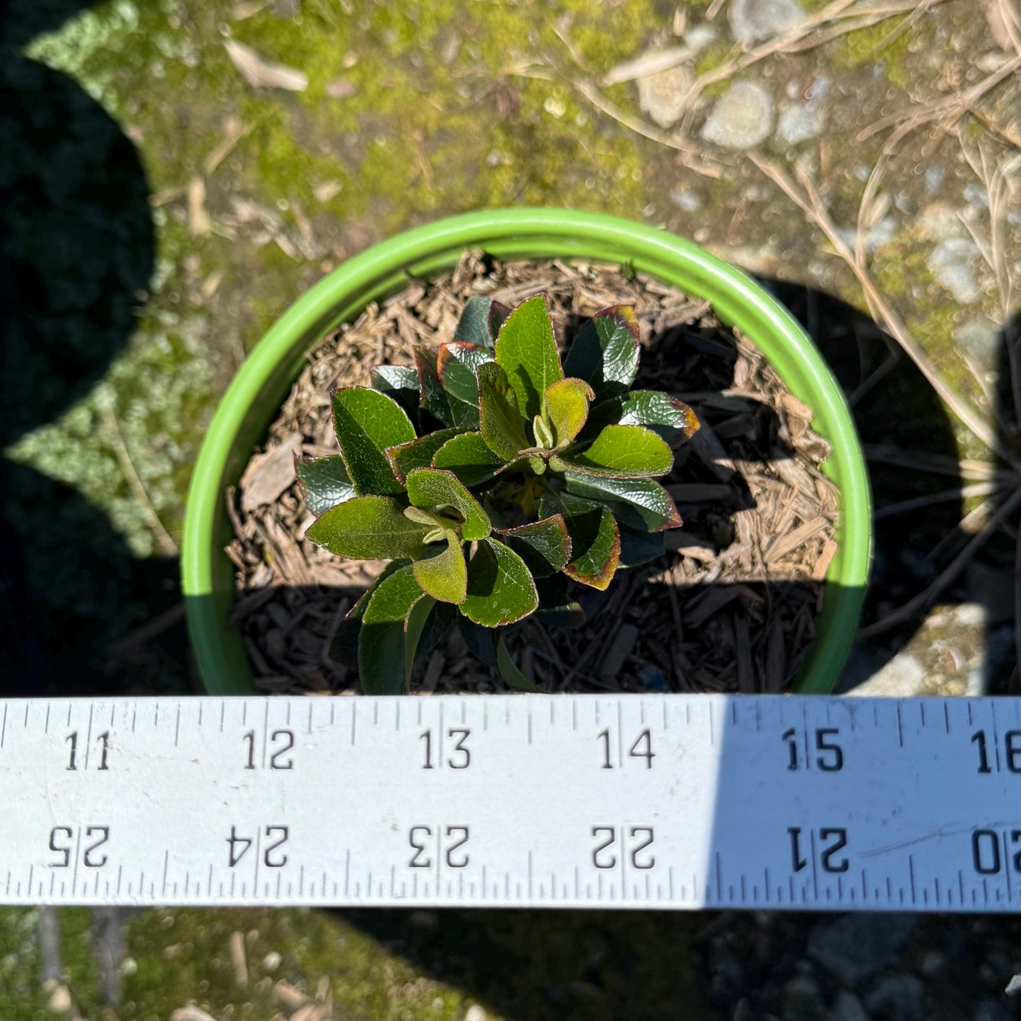 1gal Yeddo Hawthorn | Rhaphiolepis umbellata