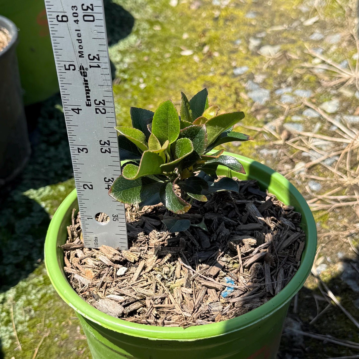 1gal Yeddo Hawthorn | Rhaphiolepis umbellata