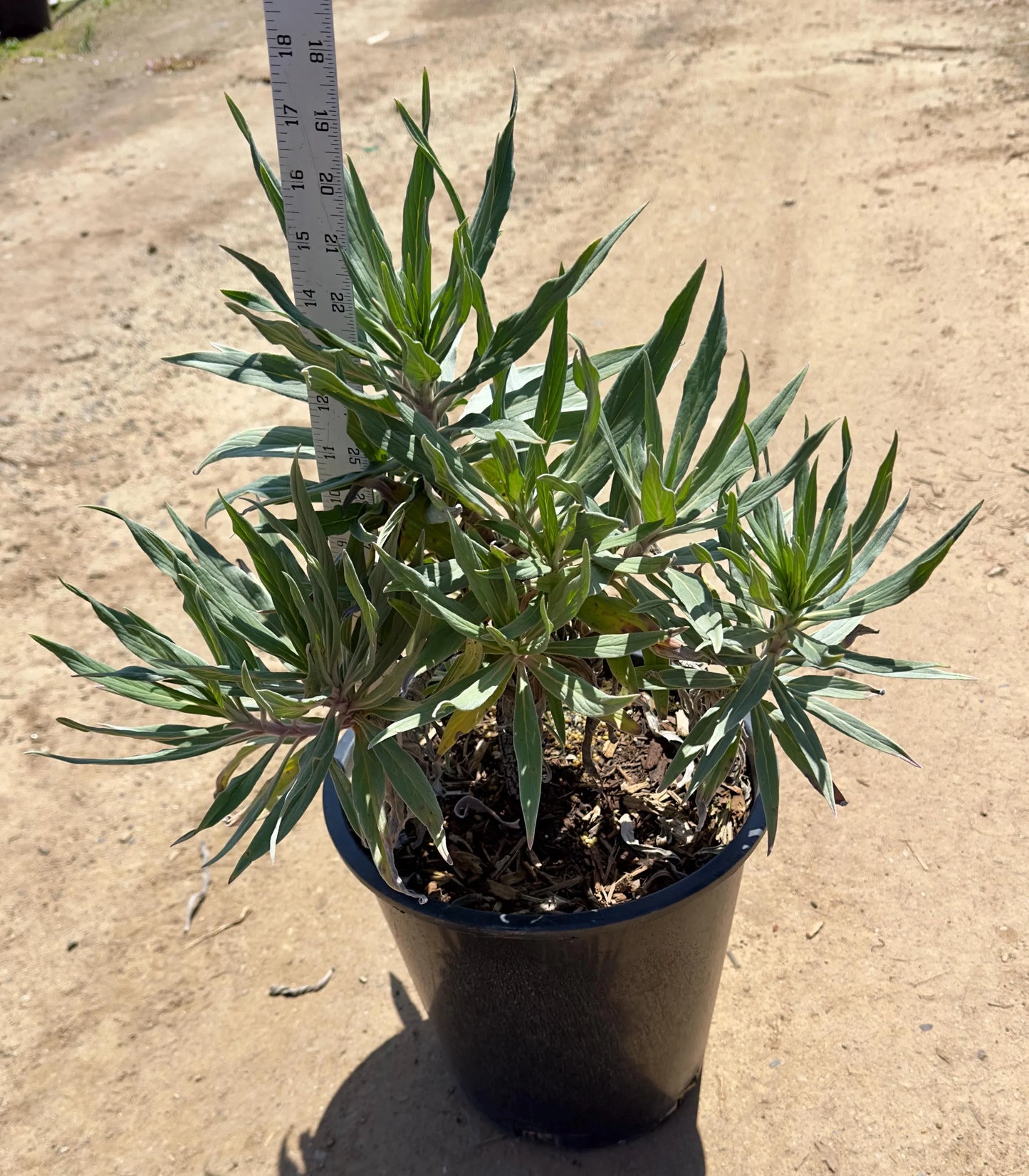 5gal Pride of Madeira | Echium candicans