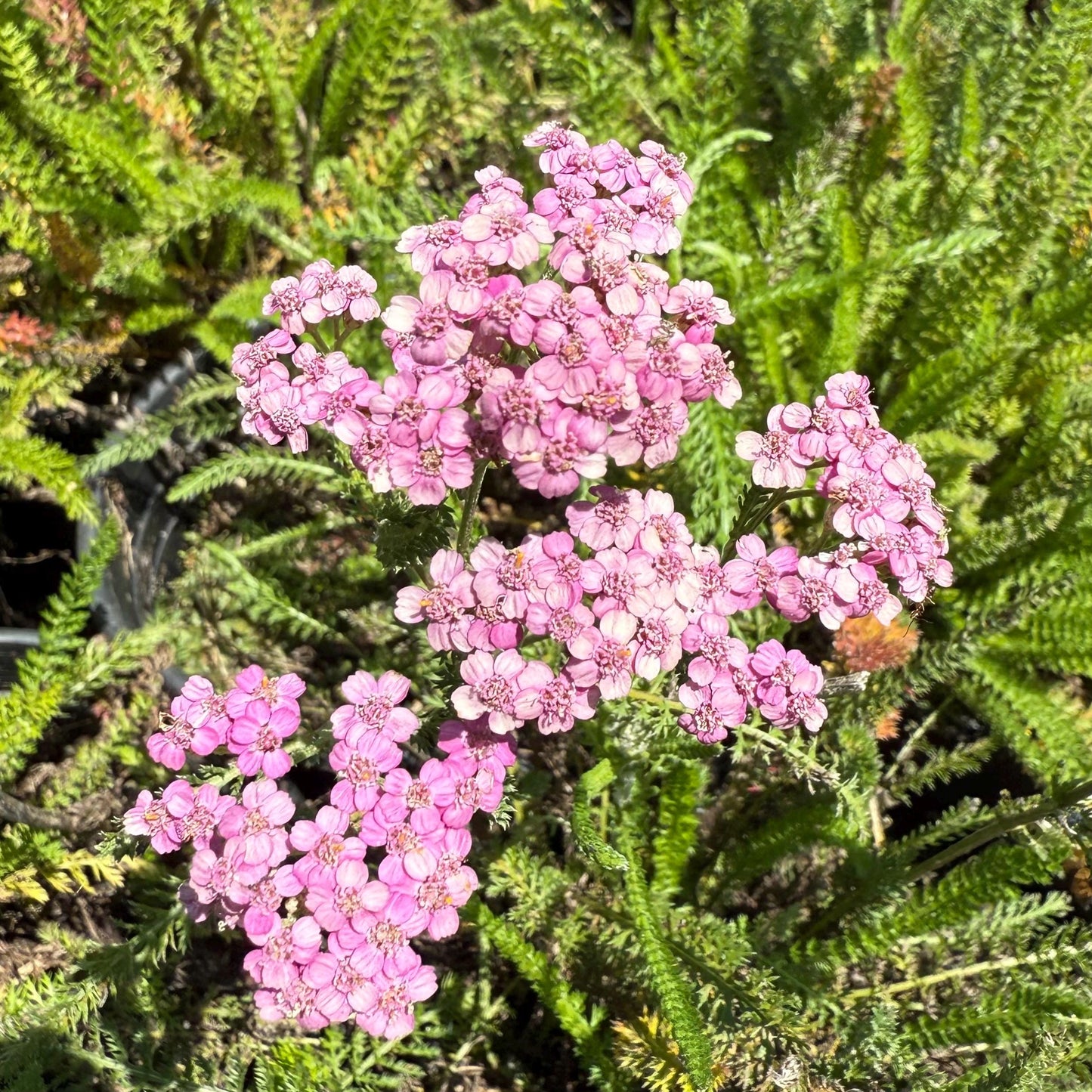 1gal Pink Yarrow | Achillea millefolium