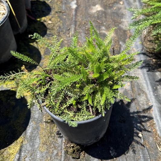1gal Pink Yarrow | Achillea millefolium