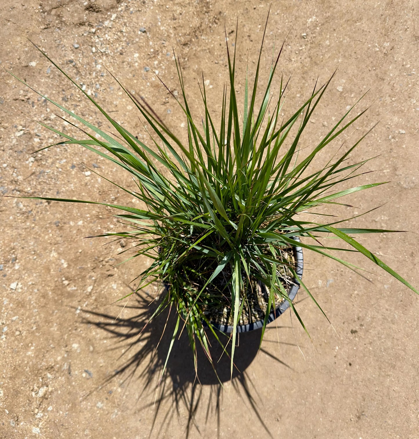5gal Lomandra longifolia 'Breeze' | Dwarf Mat Rush