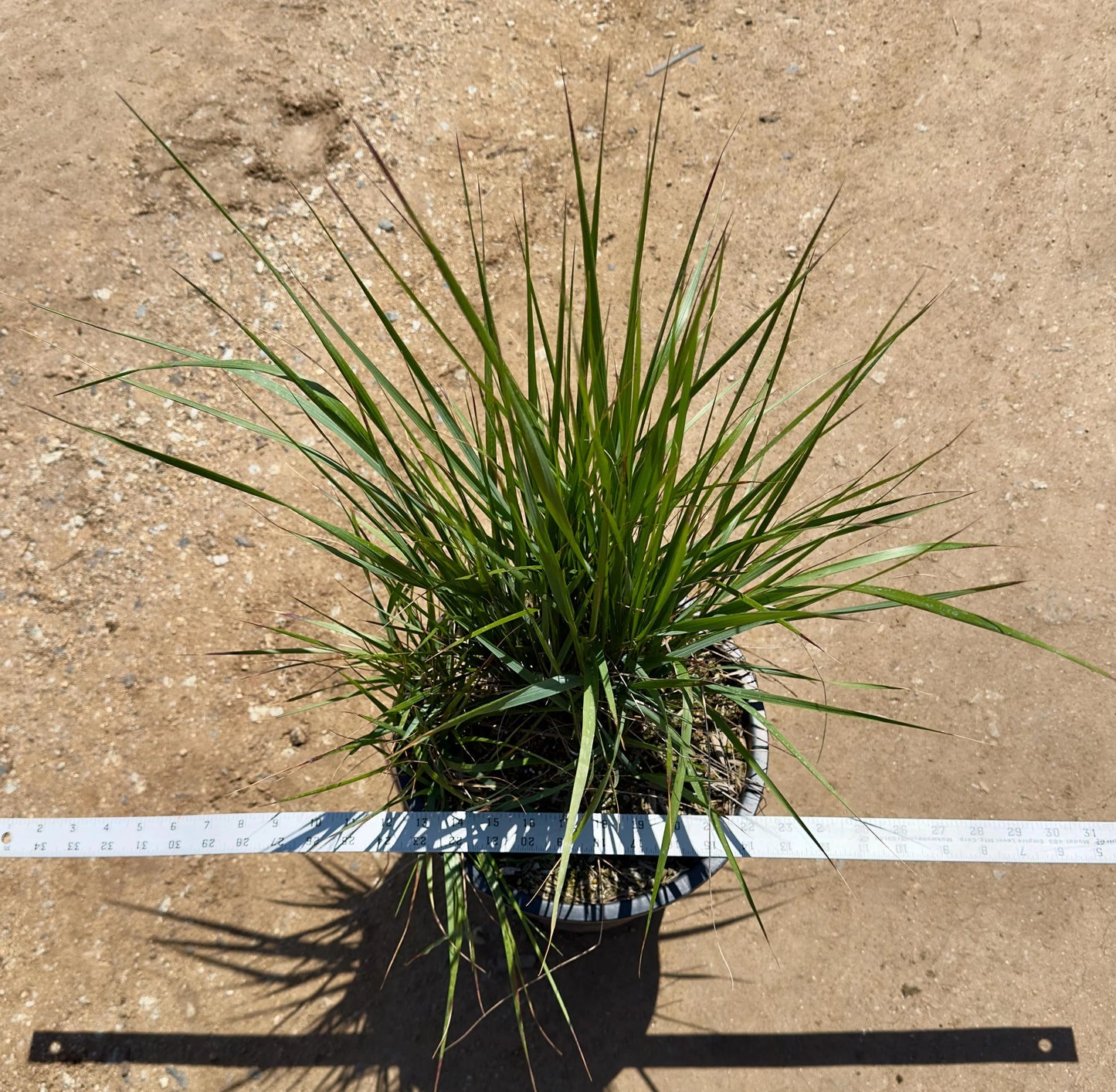 5gal Lomandra longifolia 'Breeze' | Dwarf Mat Rush