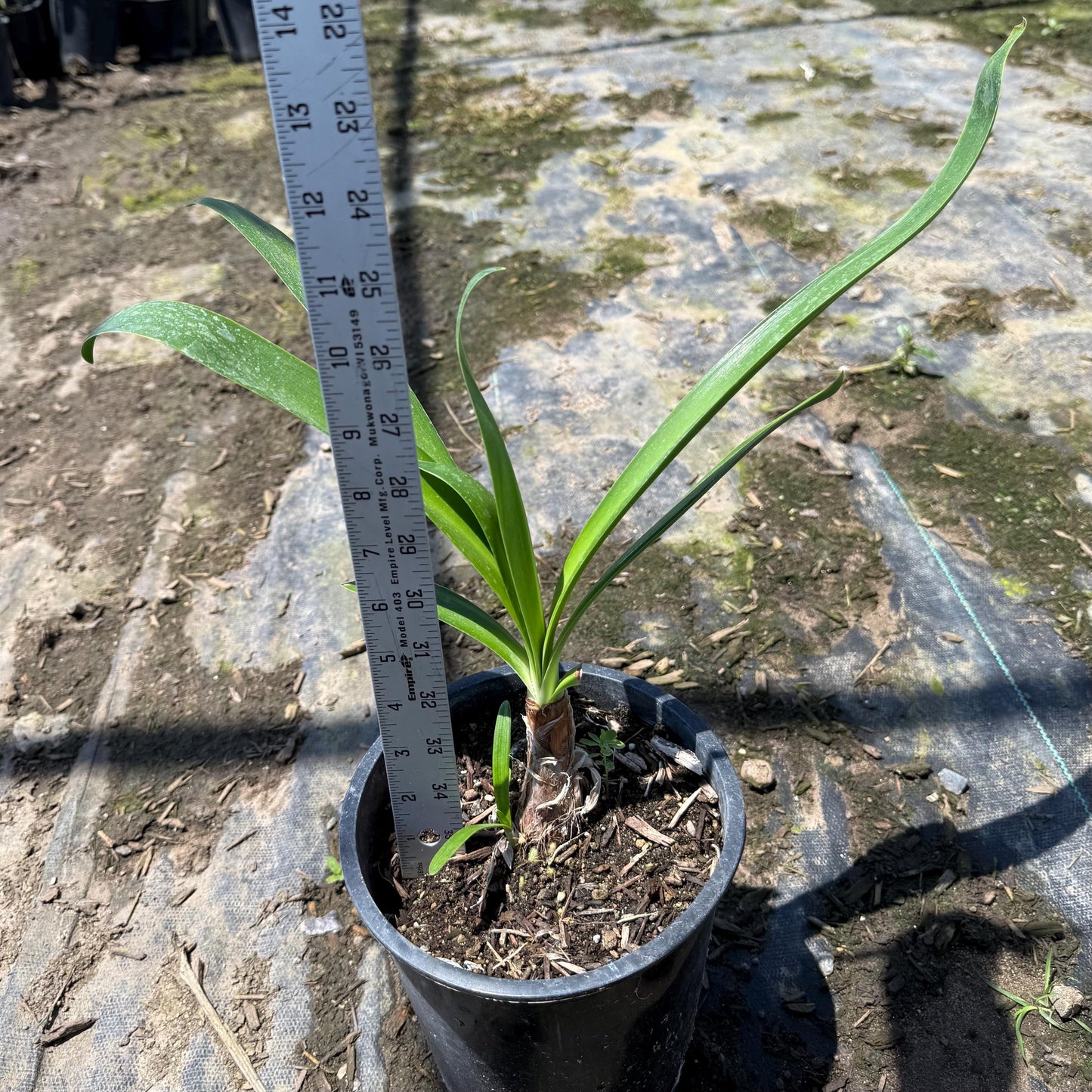 1gal Lily of the Nile | Purple Agapanthus Lily