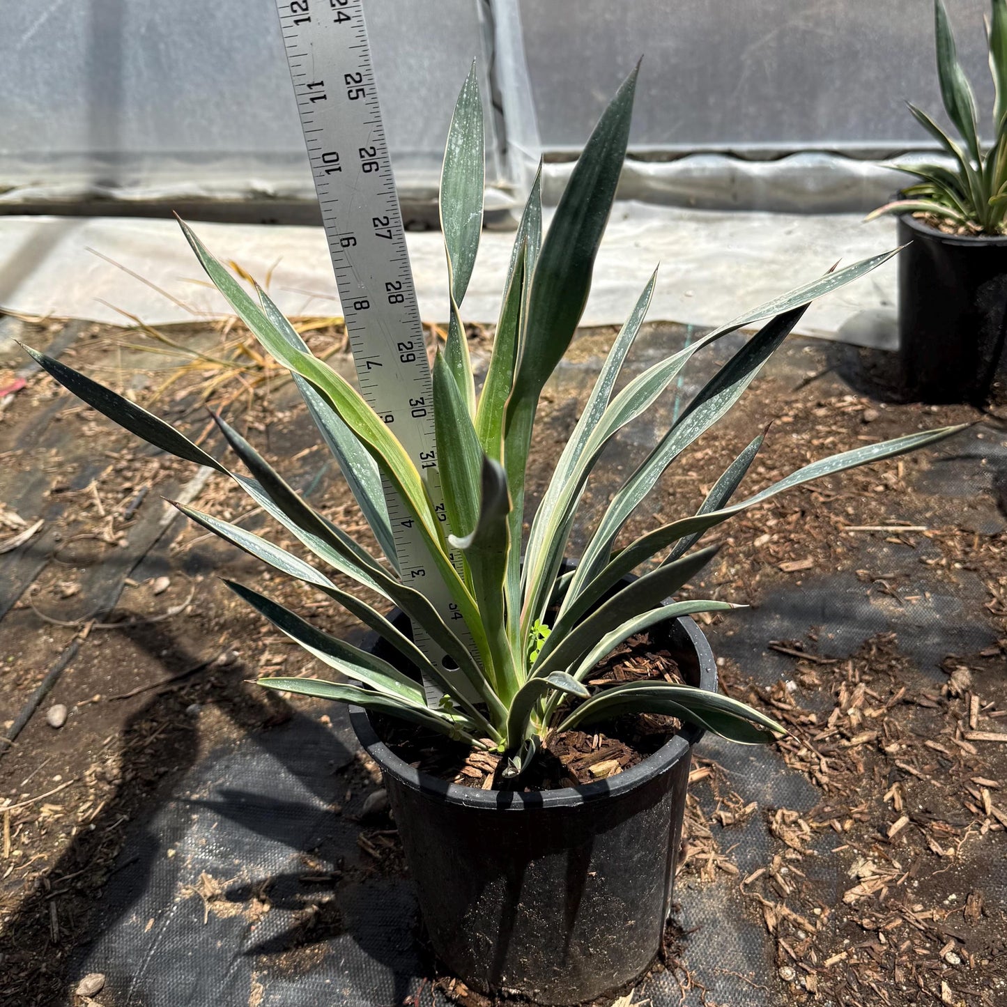 Spanish Dagger | Yucca gloriosa