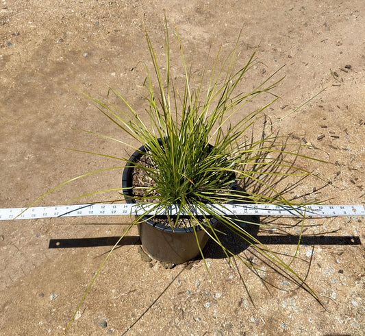 5gal Fountain Grass | Pennisetum alopecuroides