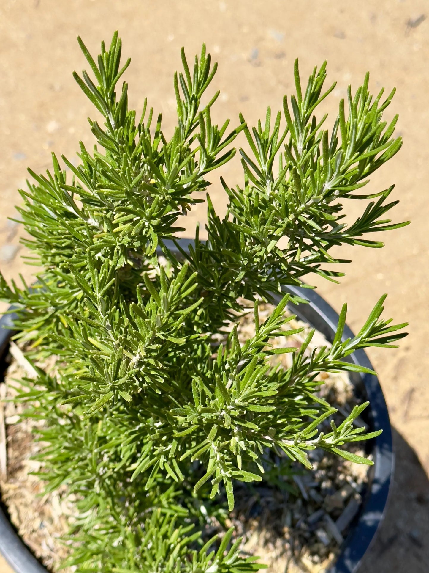 5gal Upright Rosemary | Rosmarinus officinalis 'Upright'