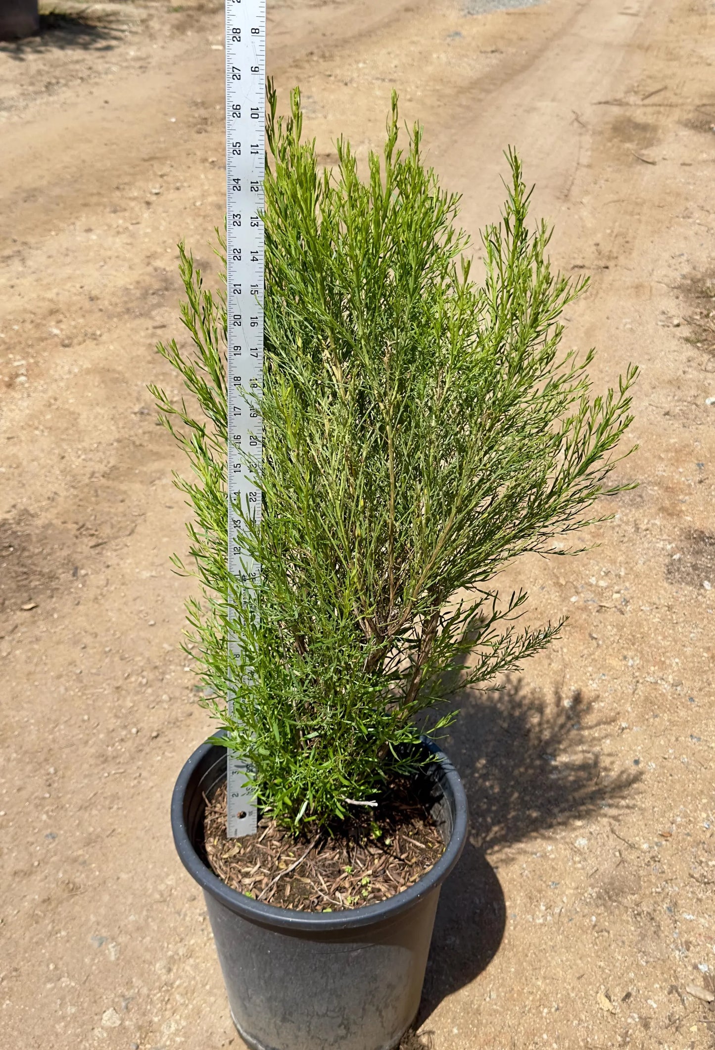 5gal Desert Broom | Baccharis sarathroides