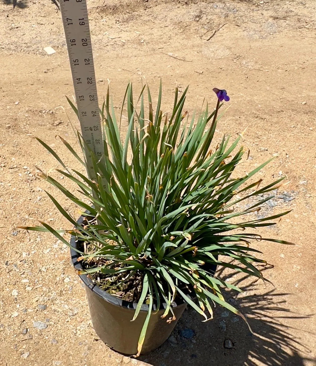 5gal Society Garlic | Tulbaghia violacea