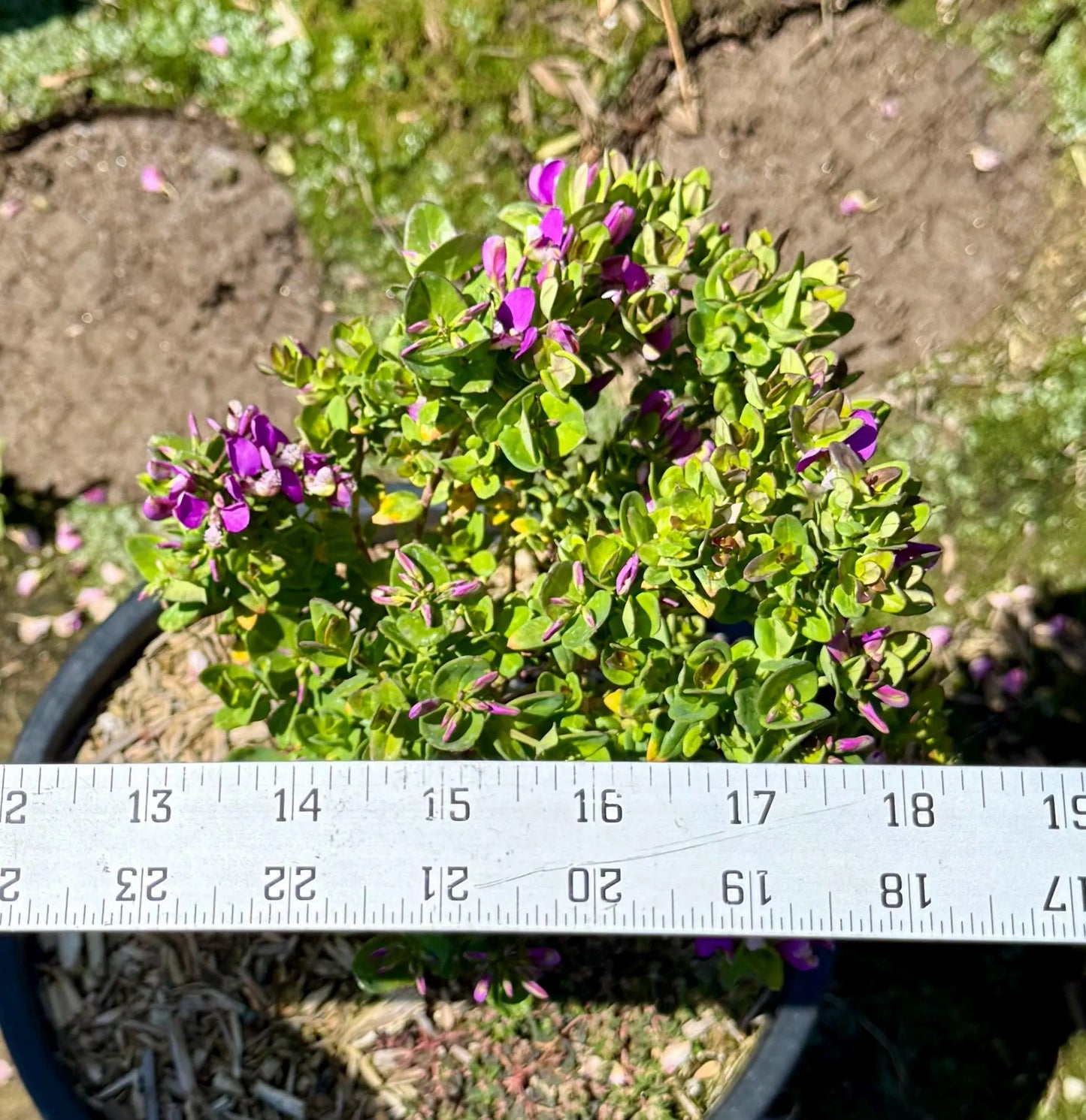 5gal Sweet Pea Shrub | Polygala fruticosa 'Petite Butterfly'