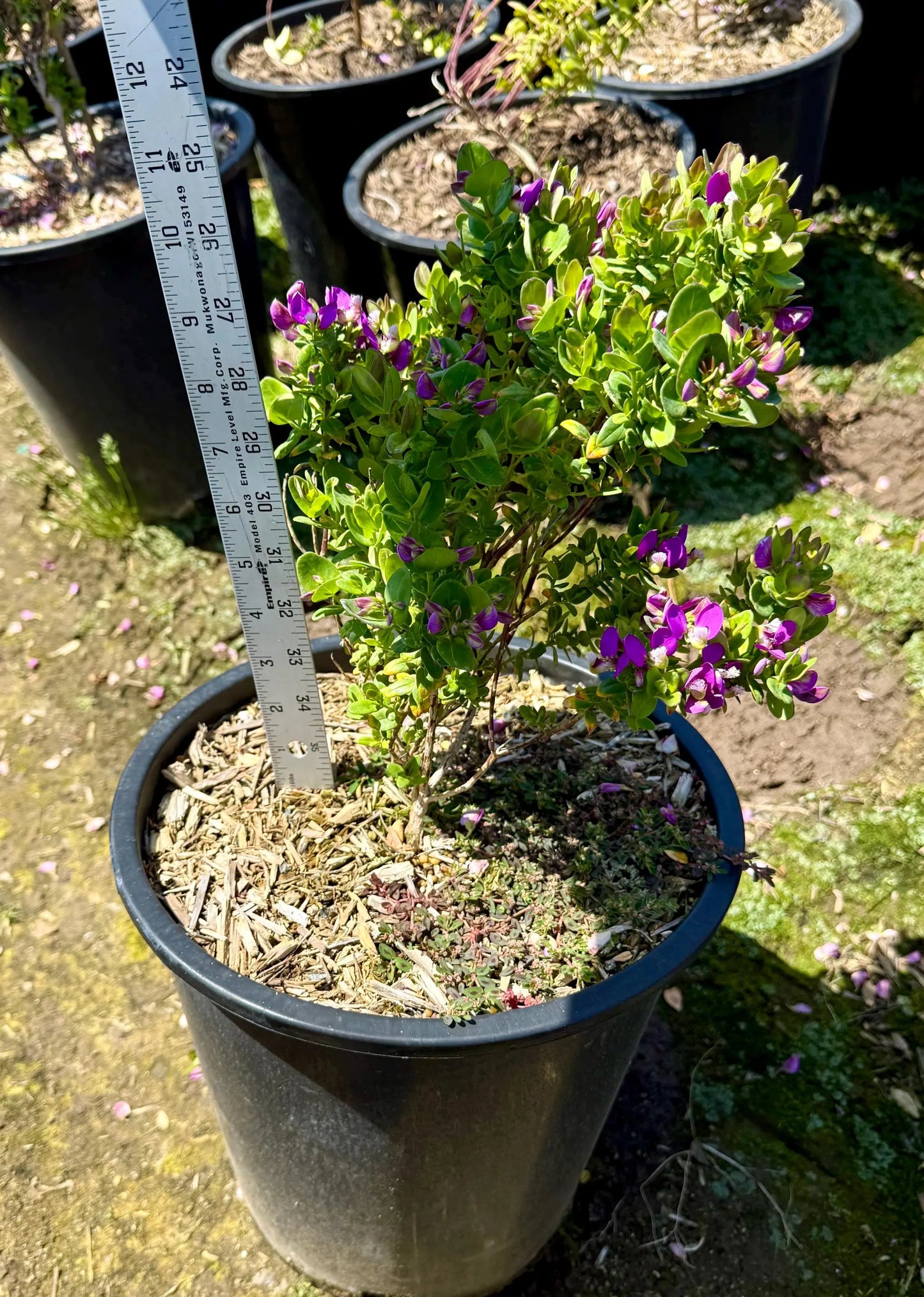 5gal Sweet Pea Shrub | Polygala fruticosa 'Petite Butterfly'