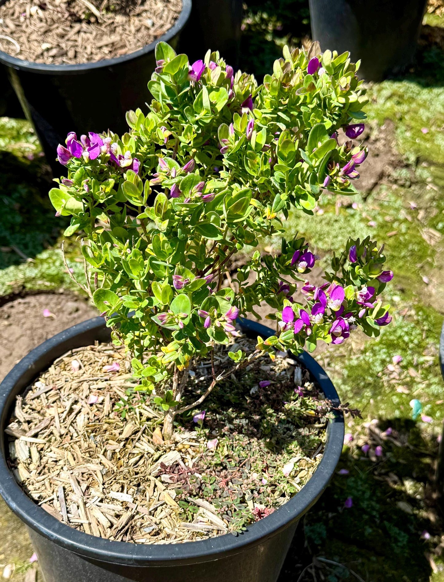 5gal Sweet Pea Shrub | Polygala fruticosa 'Petite Butterfly'