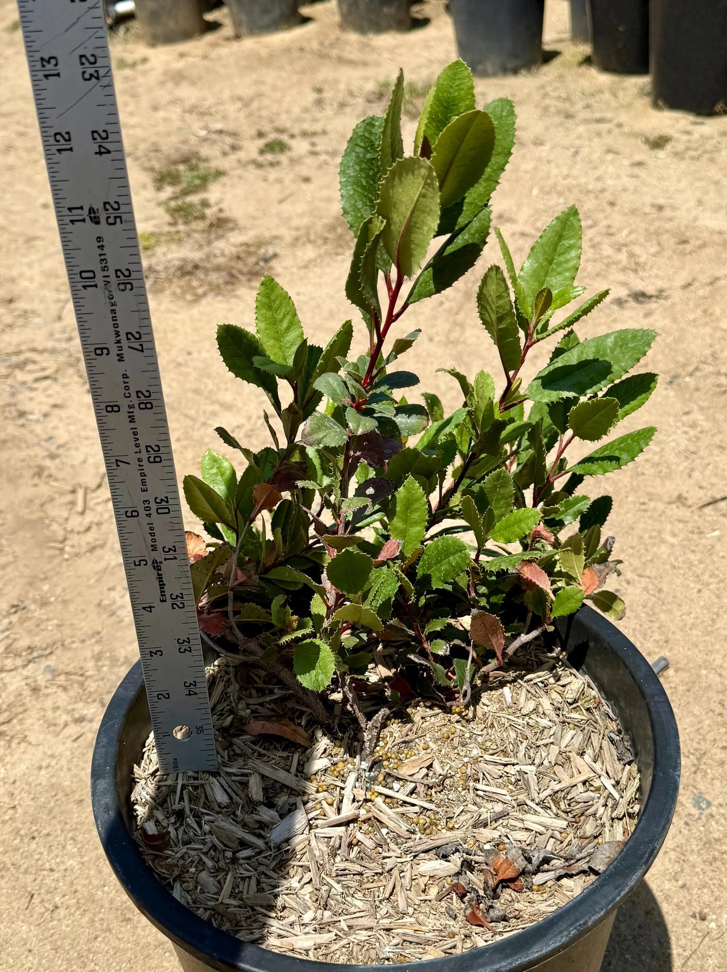 5gal Toyon Christmas Berry | Heteromeles arbutifolia