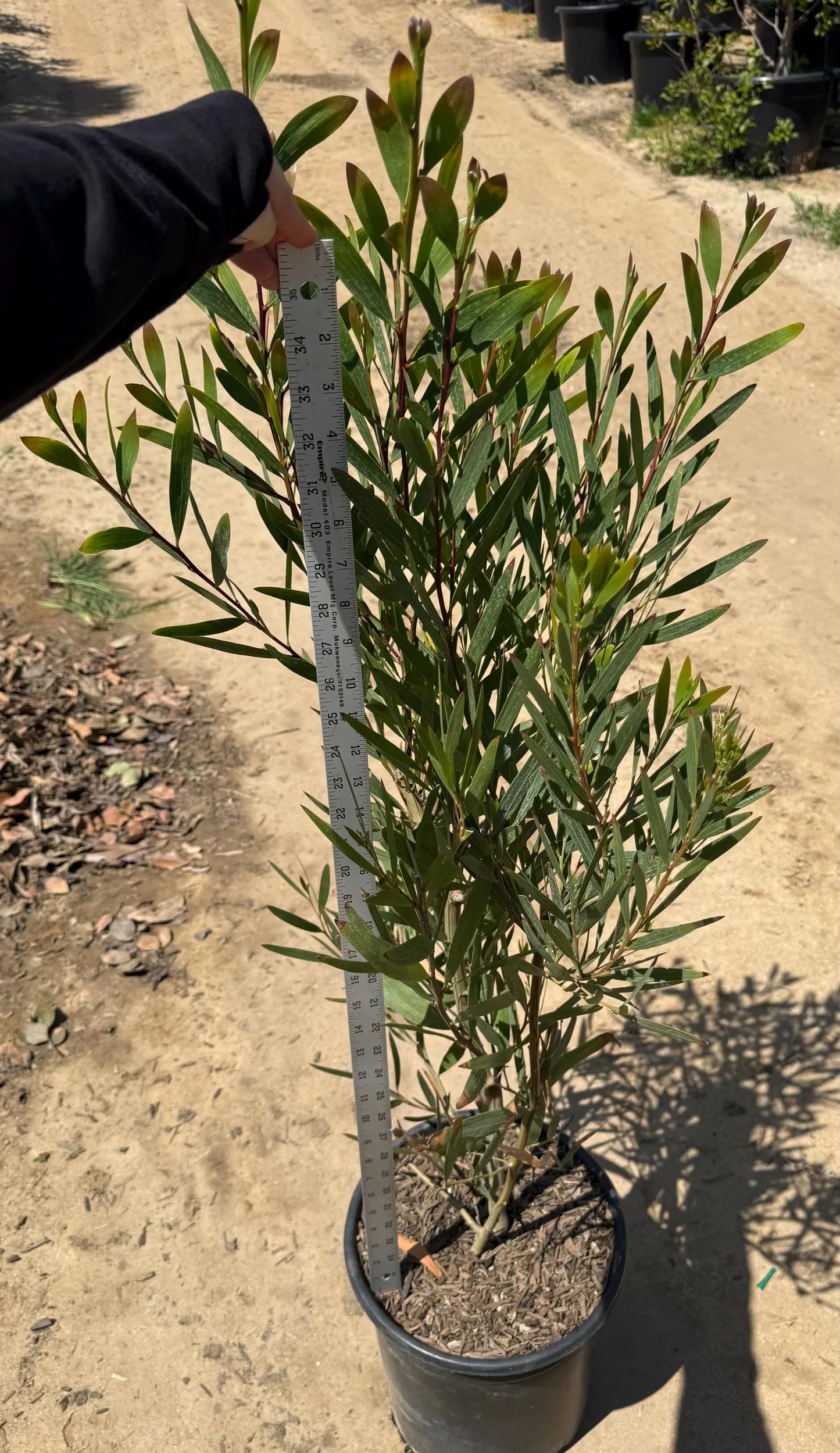 5gal Acacia Longifolia | Golden Wattle