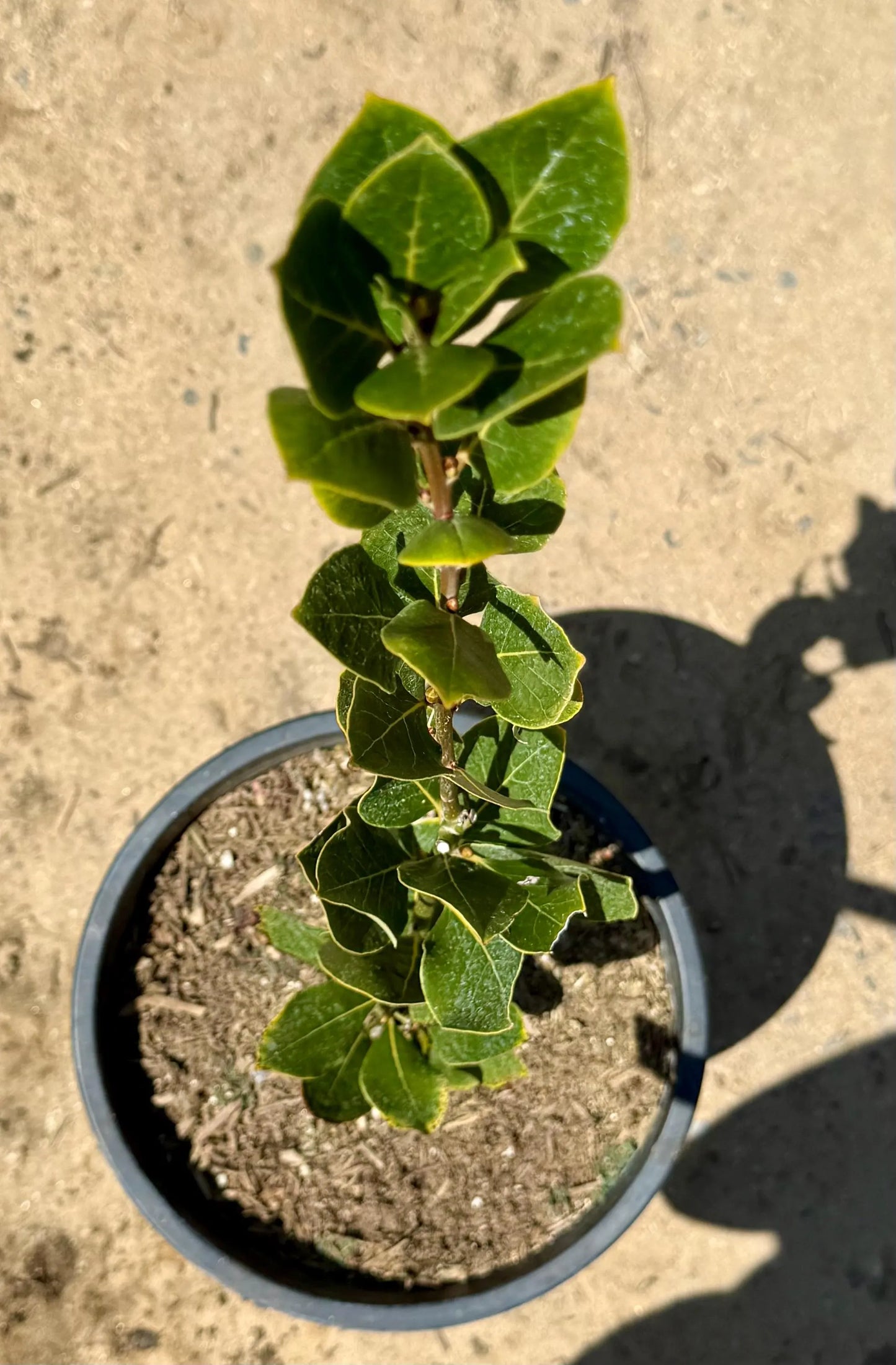 5gal Bay Laurel | Laurus nobilis