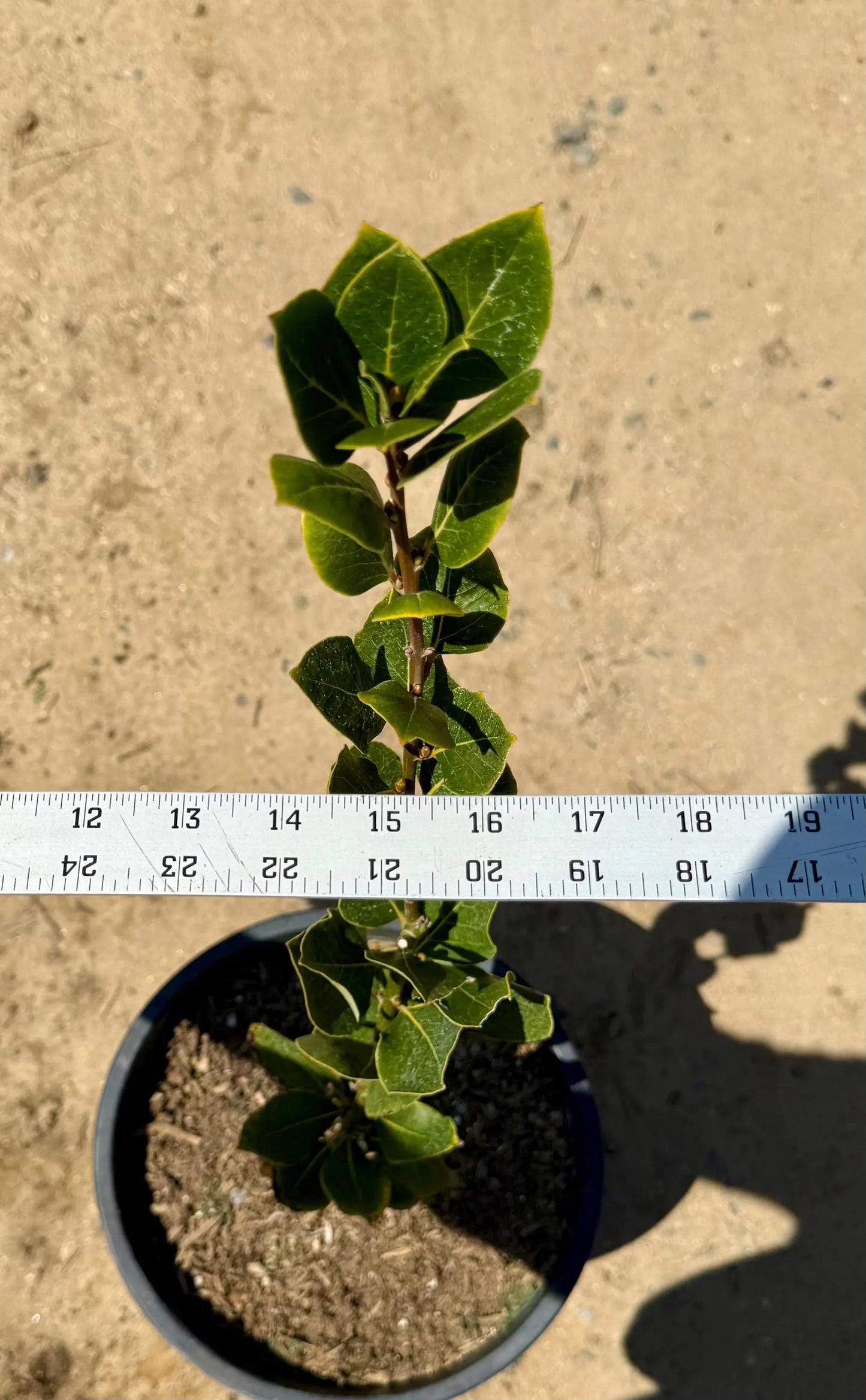 5gal Bay Laurel | Laurus nobilis