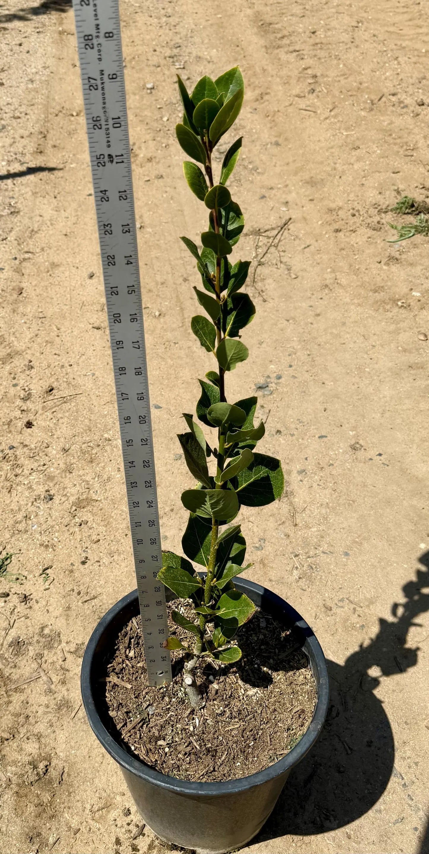 5gal Bay Laurel | Laurus nobilis