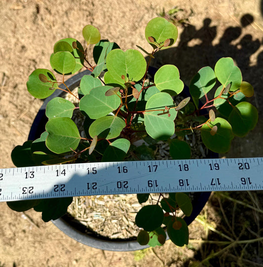 5gal Red Box Gum | Eucalyptus polyanthemos