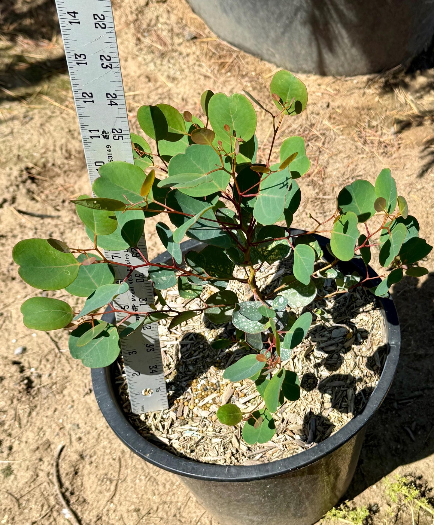 5gal Red Box Gum | Eucalyptus polyanthemos