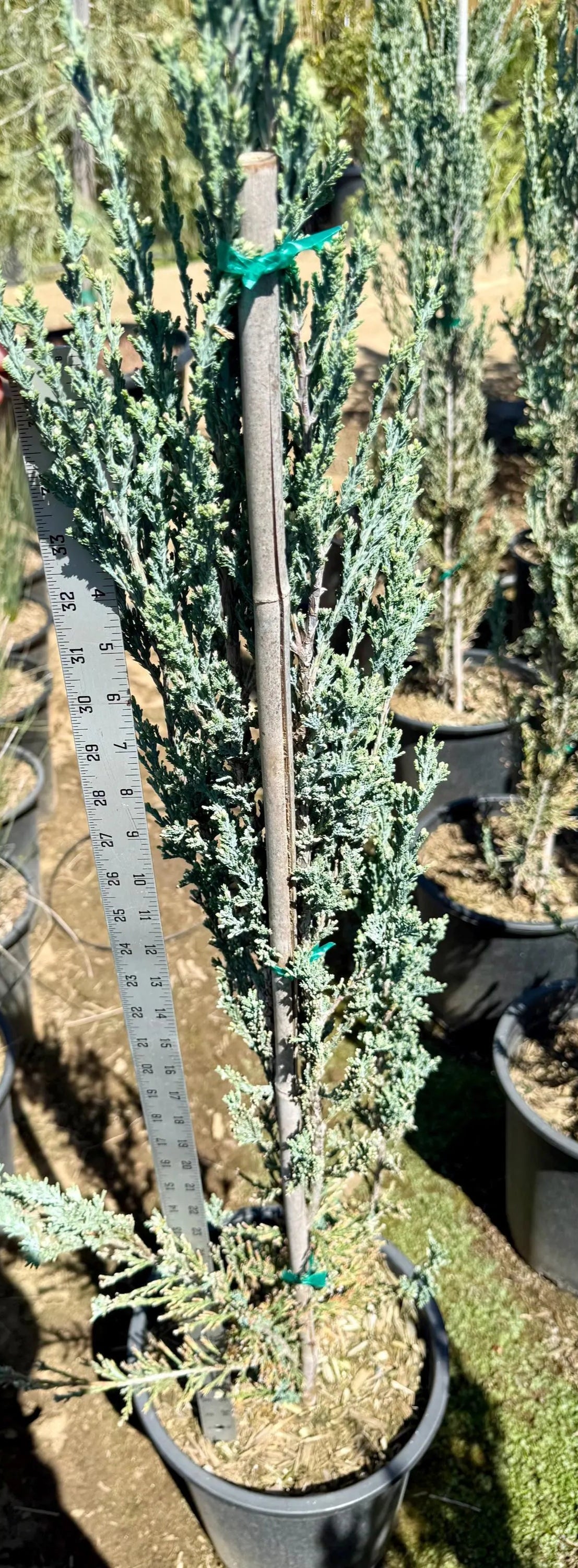 5gal Blue Point Juniper | Juniperus chinensis 'Blue Point'