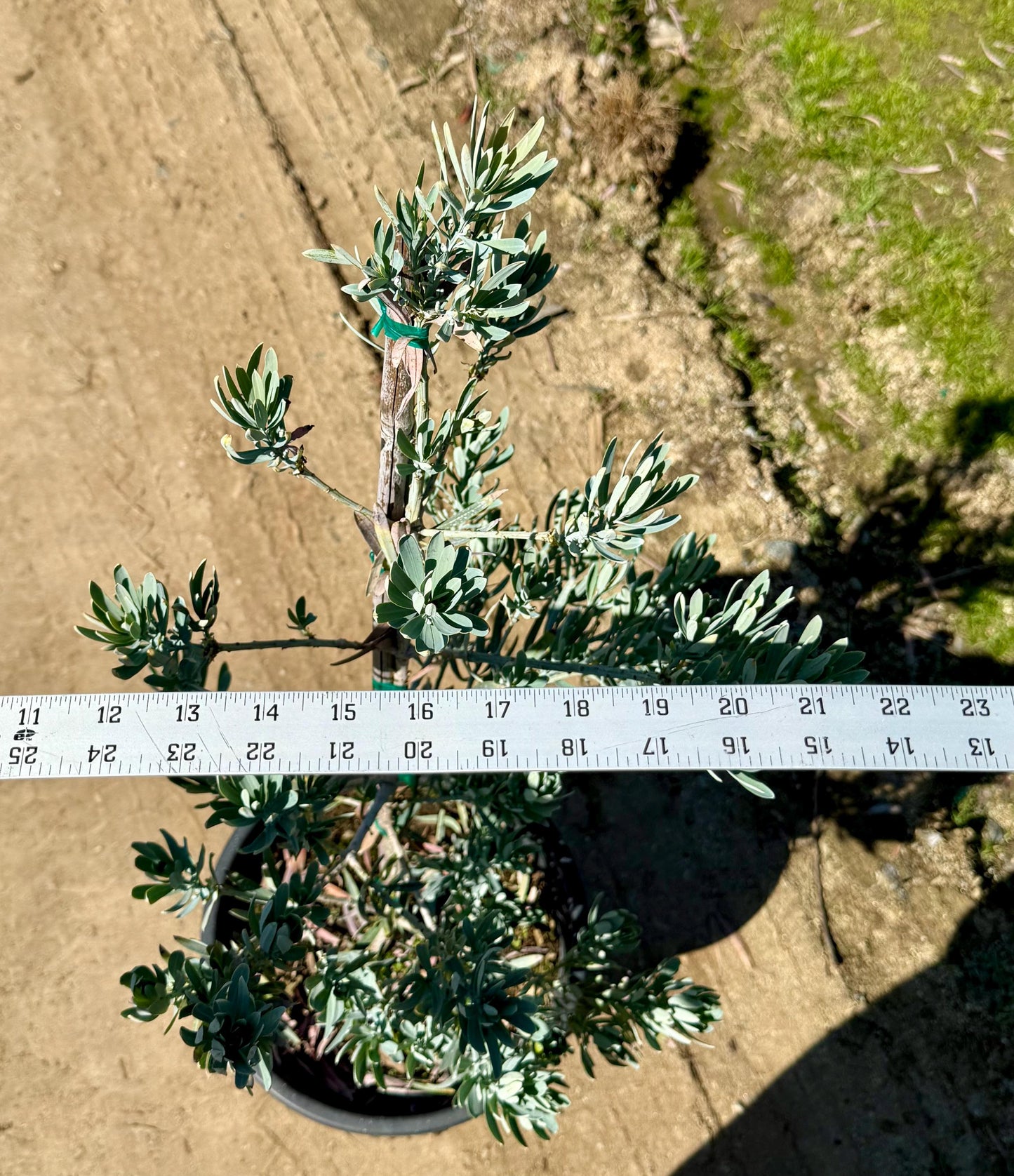 5gal Podocarpus 'Icee blue' | Podocarpus elongatus