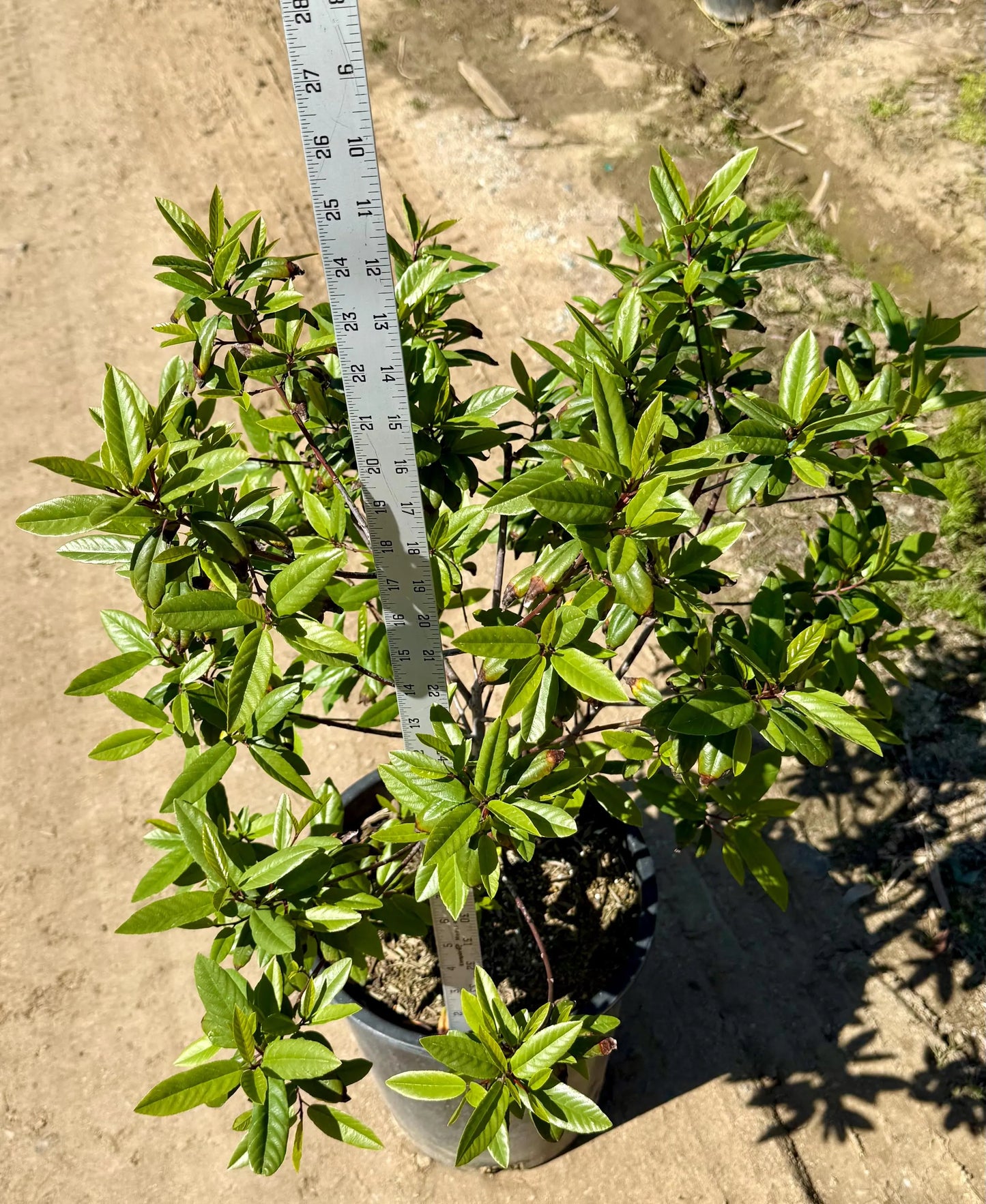 5gal Coffeeberry | Frangula californica